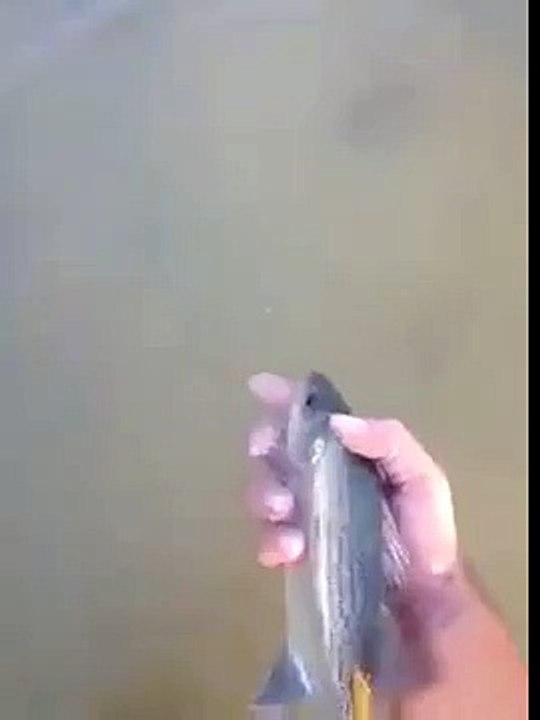 Un poisson qui aime les calins