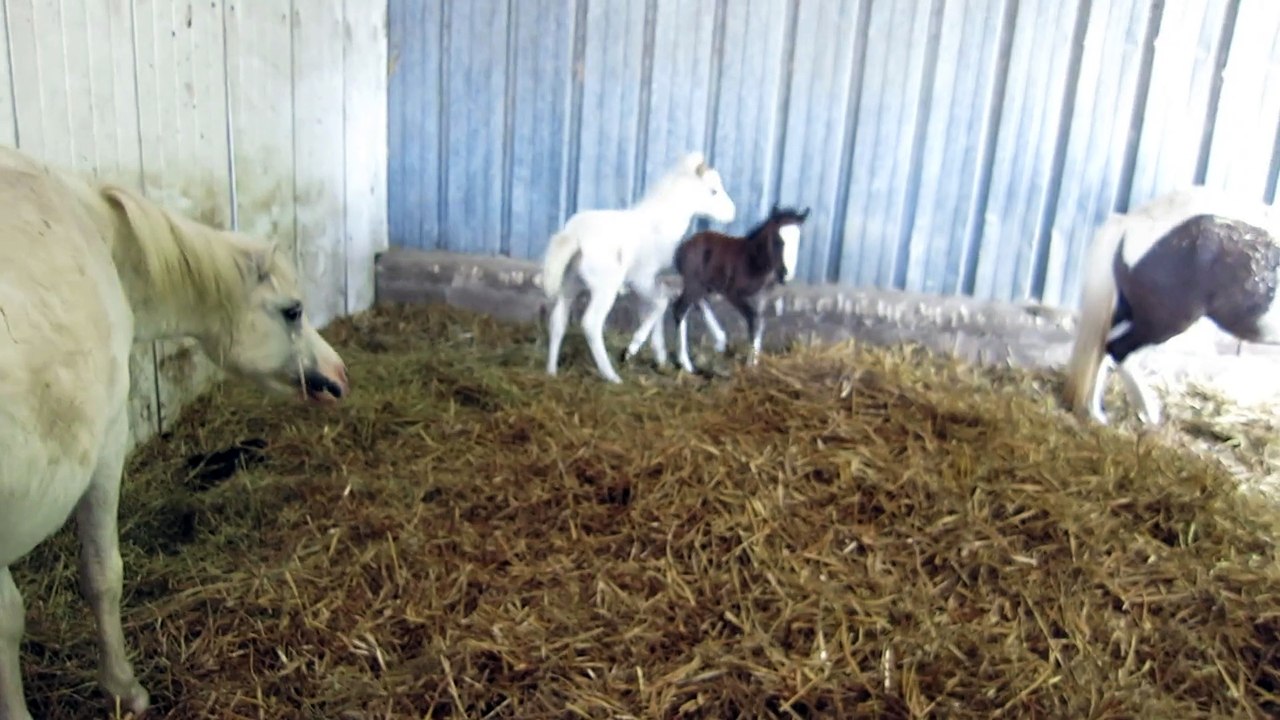 Naissance de poulains