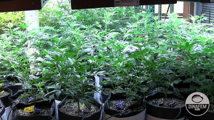 Dinafem seeds visita un cultivo de marihuana legal en Denver Colorado