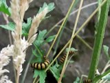 Tansy Biological Control - Cinnabar Caterpillar - Cool Bugs!