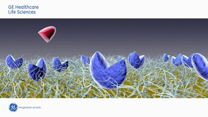 Principle of Surface Plasmon resonance (SPR) used in Biacore systems