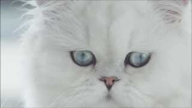 Clear View Cover for Samsung Galaxy S6 and S6 edge - First Look