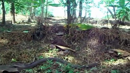 Snake and Human | Ular dan Manusia | AMAZING