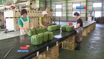 Квадратные арбузы Японии / Square watermelons Japan / 四角スイカ