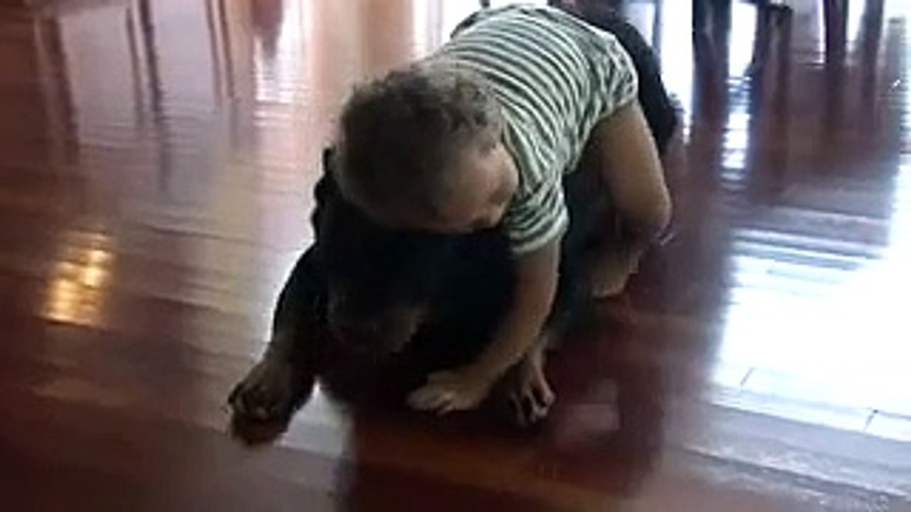 Rottweiler Scooby  wrestle with a baby