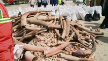 Destruction de 10 tonnes d'ivoire aux Emirats