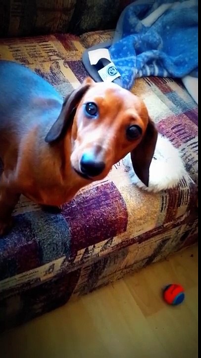 Princess Leia the miniature dachshund drops her ball - on purpose
