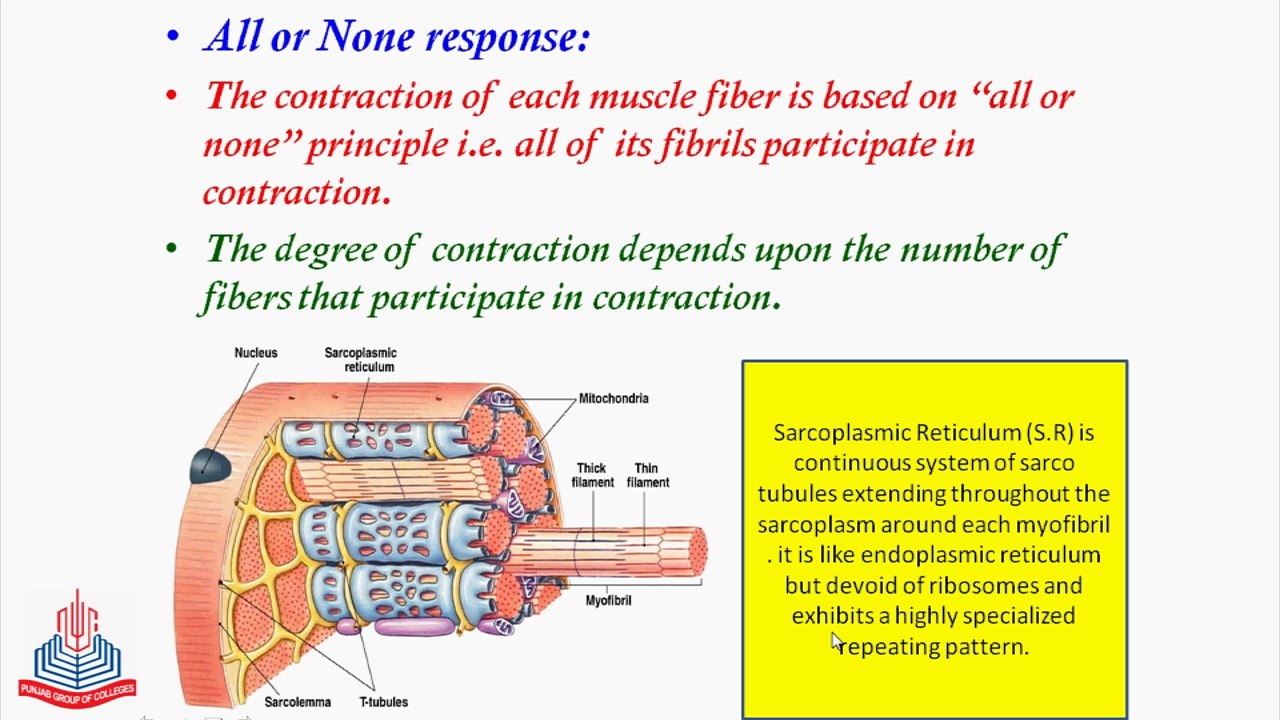 Energy for Muscle Contraction, Muscle Fatigue, Tetany, Cramp, Arrangement of Skeletal muscles for movement of skeleton
