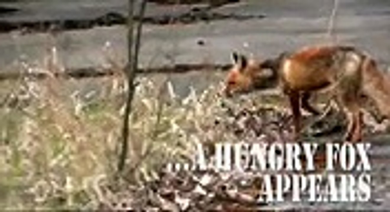 Mutant Wild Fox Prepares Sandwich in Chernobyl