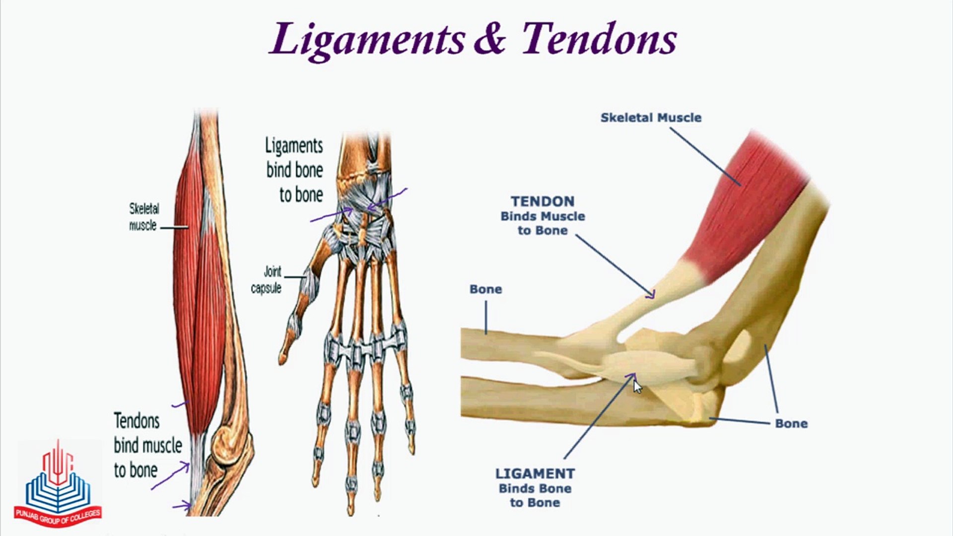 Diagram Of Tendons And Ligaments