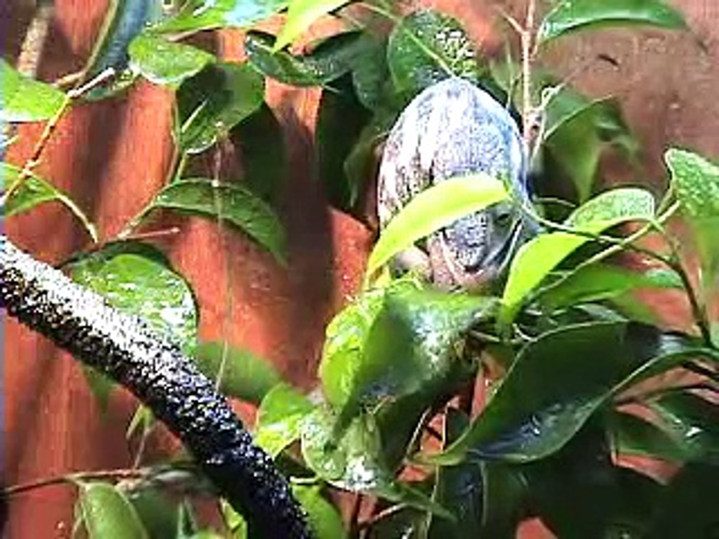 Drinking Female Panther Chameleon