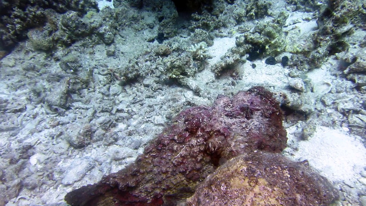 Steinfisch in bewegung bei tobia arba, safaga