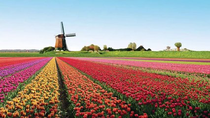 WAO Song Contest / 3rd edition / Apeldoorn, Netherlands / Grand final