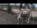 Vacas lecheras raza Suizo de doble propósito