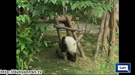 Dunya News - Pandas playing with each other in China