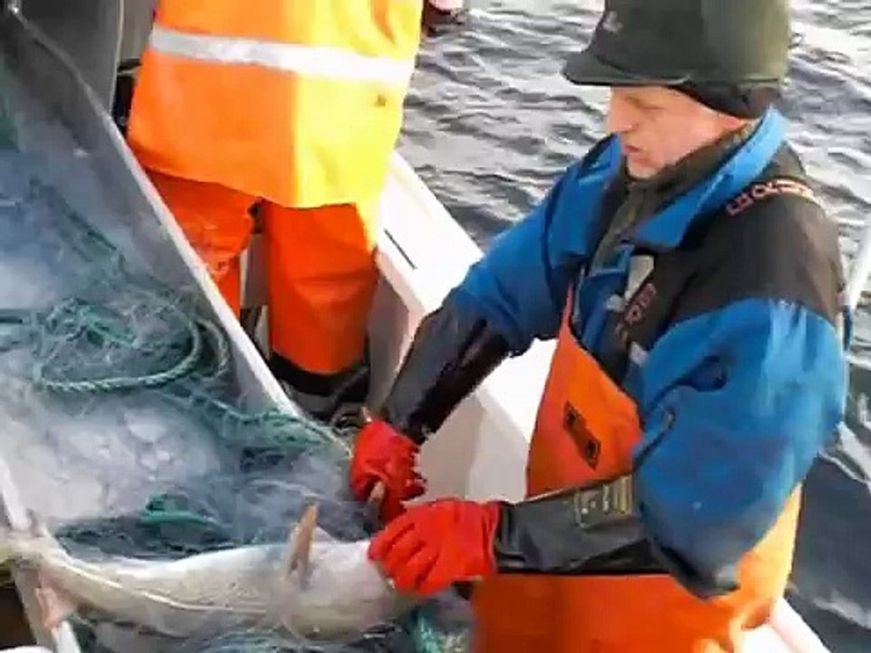 Veidnesjenta på torskefiske.