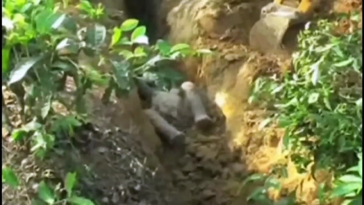 Baby elephant falls into a ditch