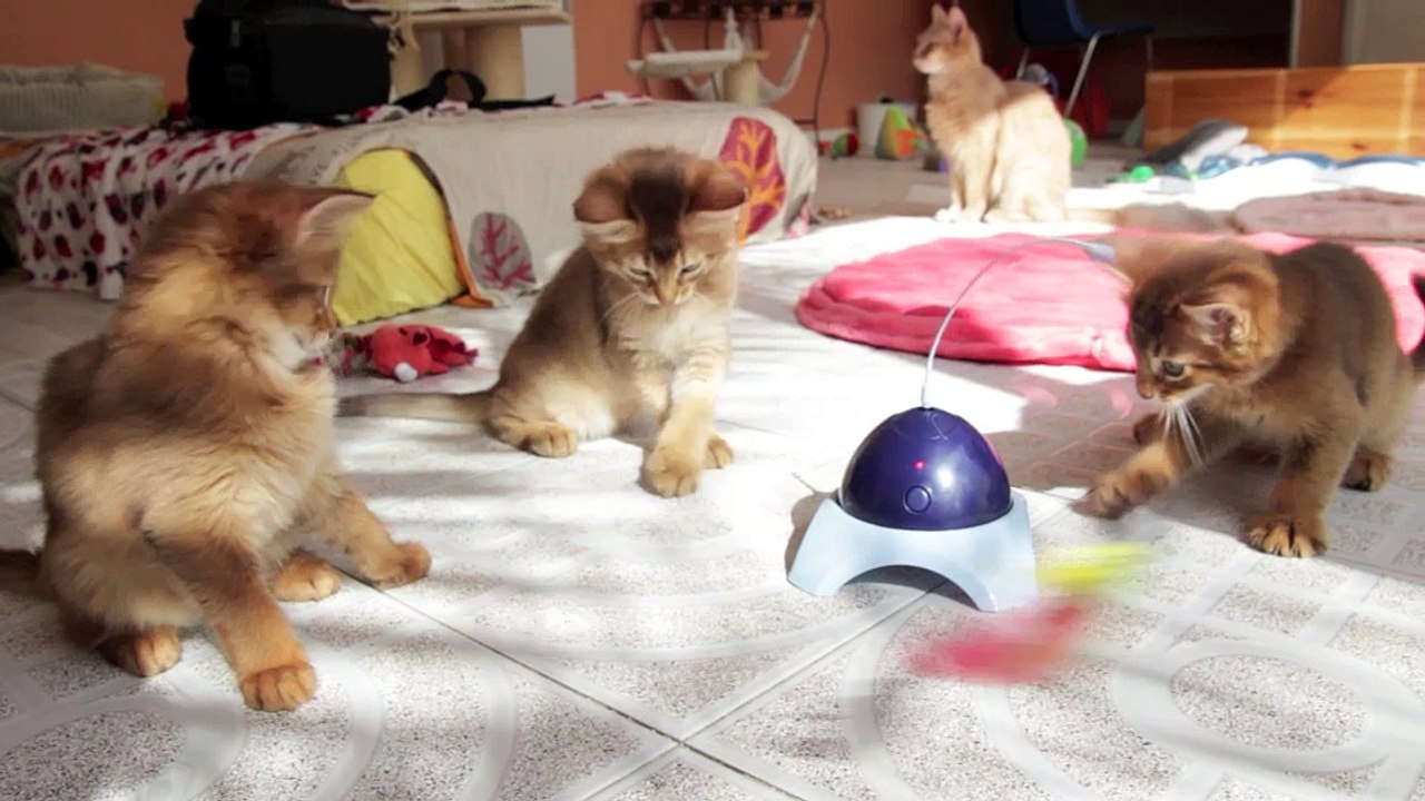 Chatons Somalis de la Rivaleraie - 2 mois