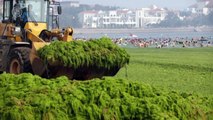 China's Green Lakes: The Algae Invasion