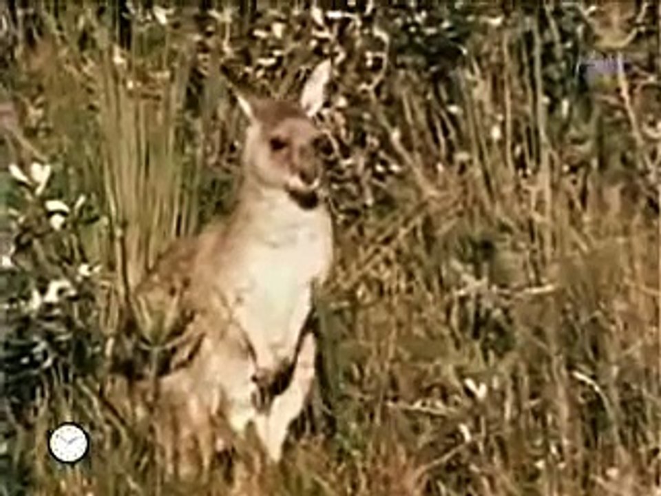 Tv Theme Skippy