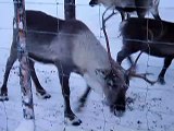 Reindeer