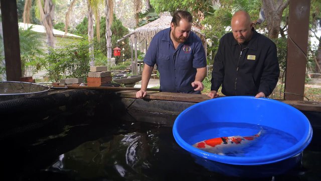 $60,000 Japanese Koi Fish