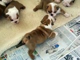 New litter at Bullie Pups R Us at 4 weeks old