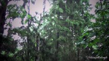 Fabulous rain, happy noise of rain forests, meditation, relaxation, music, nature. Дождь в Лесу Пуща