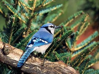 Beautiful Birds with meditation nature sounds