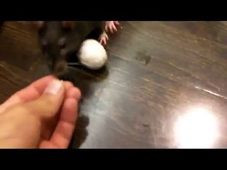 Pet Rats Playing and Doing Tricks