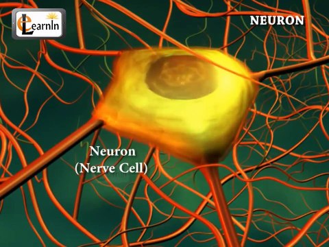 Neurons or nerve cells - Structure function and types of neurons | Human Anatomy | 3D Biology