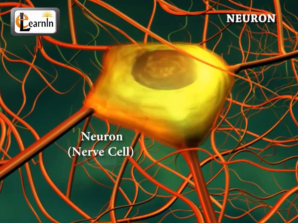 Neurons or nerve cells - Structure function and types of neurons | Human Anatomy | 3D Biology