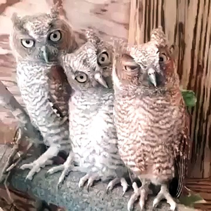 Funny winking owls