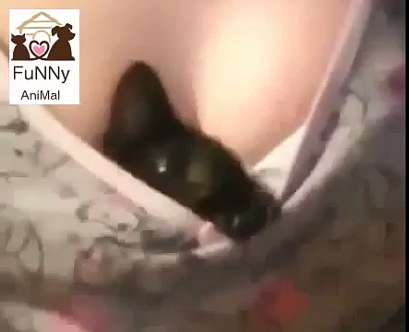 Comfortable Cat Protects Woman funny cat funny cats videos FUNNY ANIMAL