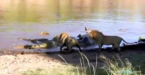 หาดูยาก! สิงโต ปะทะ จระเข้ 1/2