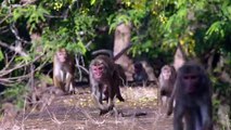 Monkey Kingdom Movie CLIP - We re the Monkeys (2015) - Disneynature Documentary HD