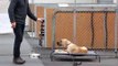 Dog Training: Great Dane pup - Maximum Input Programme @ Flip's Top Dog, Auckland