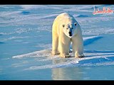 Wuko's - De ijsbeer komt toch uit het Noorden (original)