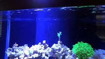Aquarium Sump Refugium- 75 Gallon Reef Tank