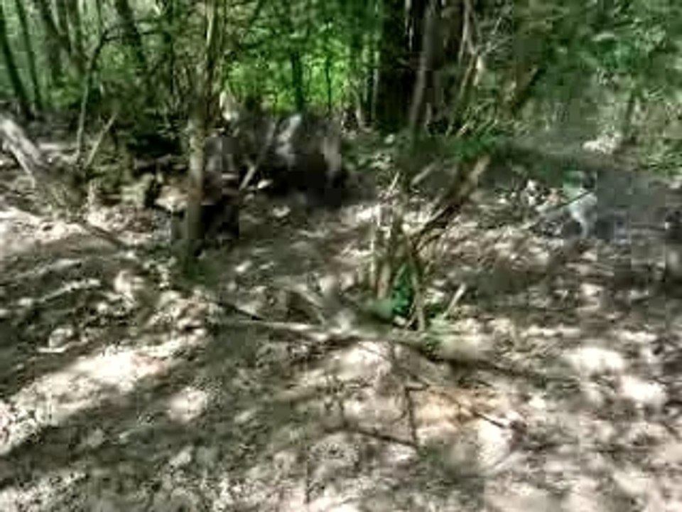 IL EST OU LE COCHON???