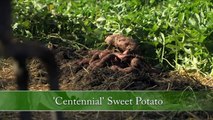 How to Harvest Sweet Potatoes | P. Allen Smith Cooking Classics