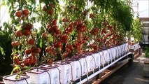 Dutch Bucket Hydroponic Tomatoes - Lessons Learned and a New Crop