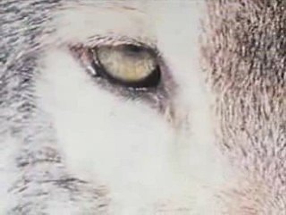Le loup