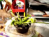 Obtaining carnivorous plant leaf cuttings