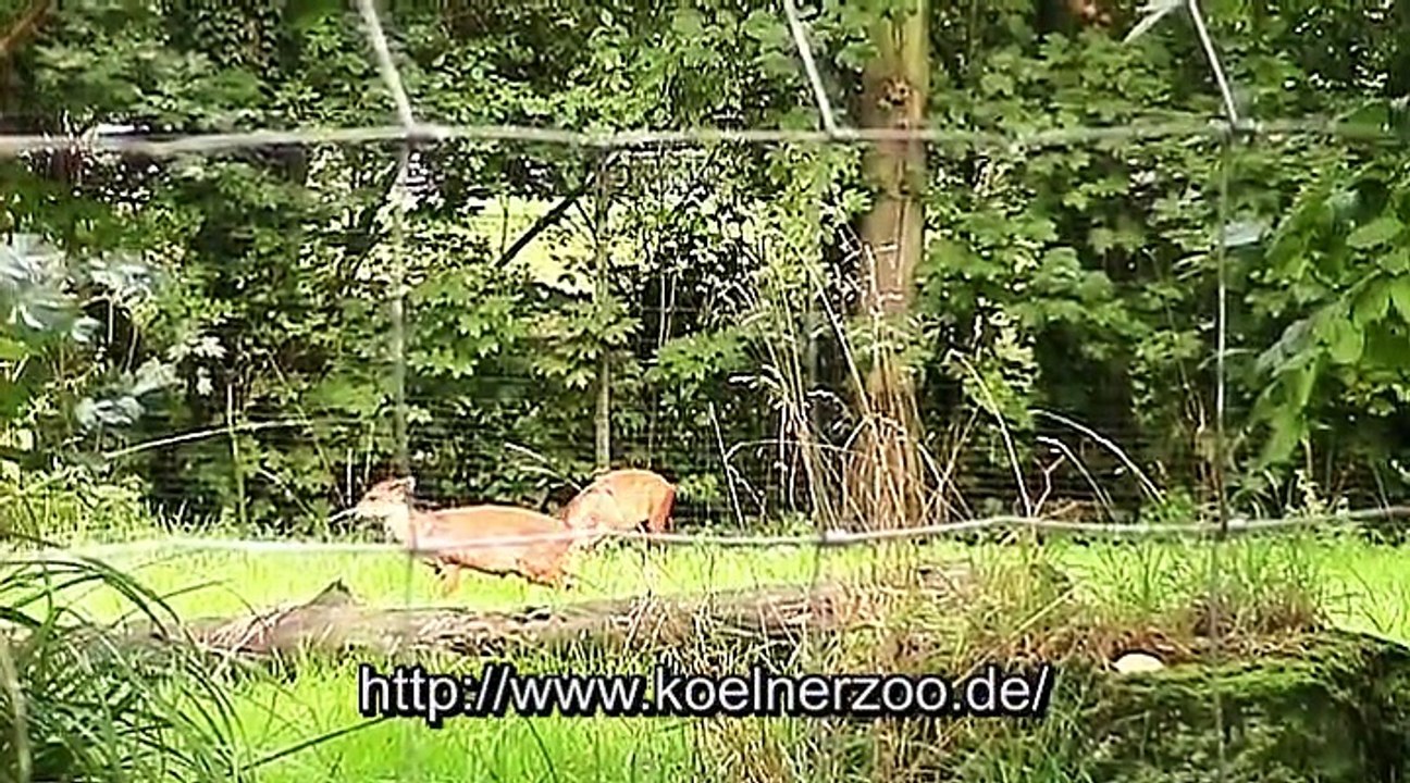 Auf großer Tour durch den Kölner Zoo 2