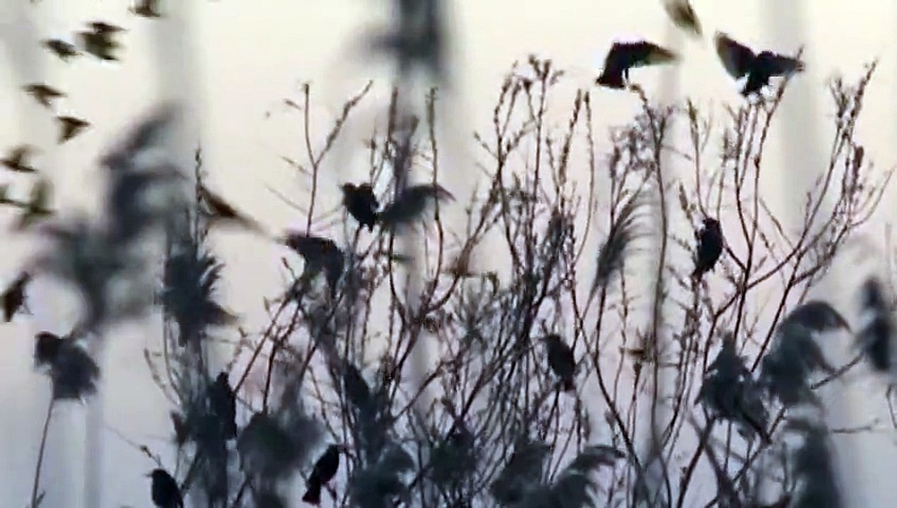 Beautiful Starling Murmuration