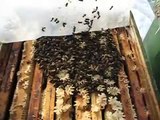 Was machen die Bienen im Winter