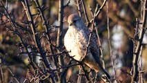 Ptice Hrvatske - Vjetruša, ženka (Falco tinnunculus) (Birds of Croatia - Kestrel, female) (2/2)
