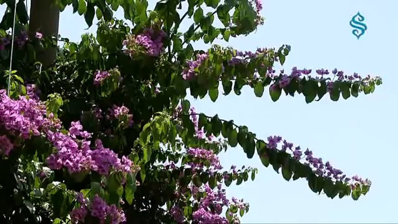 SemerkandTV İlahileri - Yar ile Şimdi...Grup Hanedan