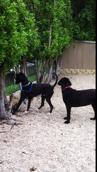 Great Dane and Newfoundland dogs meet for the first time in doggie daycare